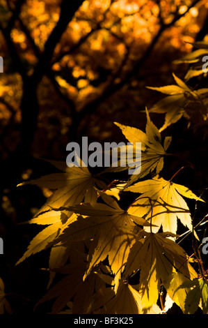 Herbstliche Blätter ein Acer palmatum Stockfoto