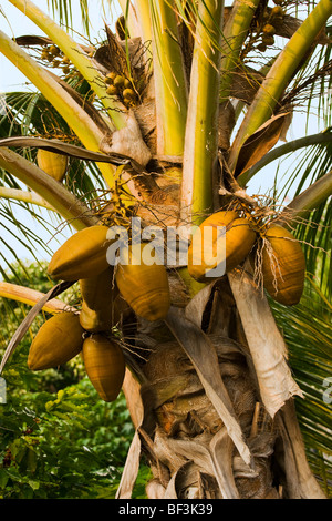 Landwirtschaft - Reifen Kokosnüssen (Cocos Nucifera) auf eine Kokospalme / Kona, Hawaii, USA. Stockfoto