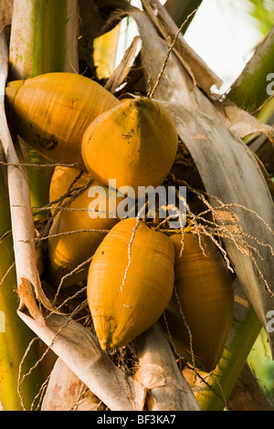 Landwirtschaft - Reifen Kokosnüssen (Cocos Nucifera) auf eine Kokospalme / Kona, Hawaii, USA. Stockfoto