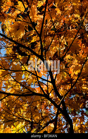 Herbstliche Blätter ein Acer palmatum Stockfoto