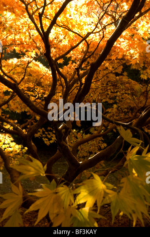 Herbstliche Blätter ein Acer palmatum Stockfoto