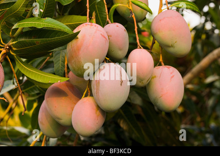 Landwirtschaft - Reifen Mangos auf dem Baum / Kona, Hawaii, USA. Stockfoto