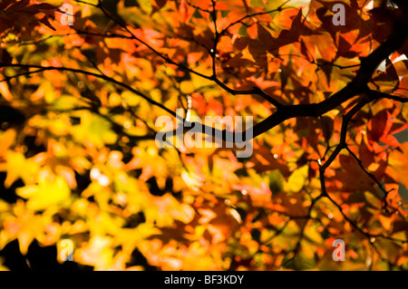 Blätter im Herbst von einem Acer Palmatum s amoenum Stockfoto
