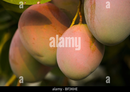 Landwirtschaft - Nahaufnahme von Reifen Mangos auf dem Baum / Kona, Hawaii, USA. Stockfoto