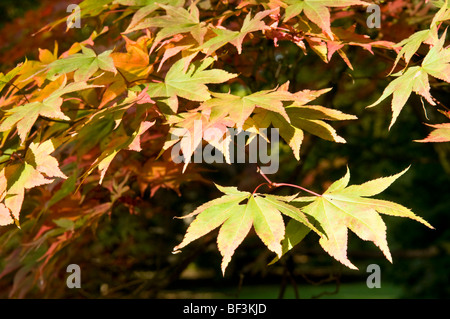 Blätter im Herbst von einem Acer Palmatum s amoenum Stockfoto