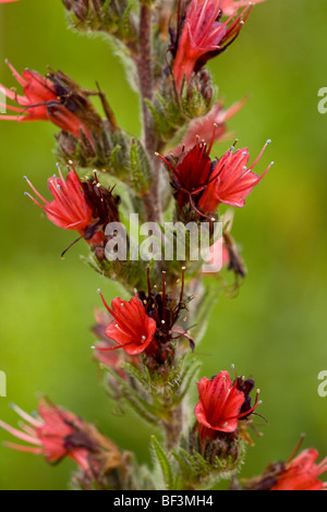 Eine seltene rote Bugloss, Echium Russicum, in der Nähe von Deutsch-Weißkirch. Transylvania. Stockfoto