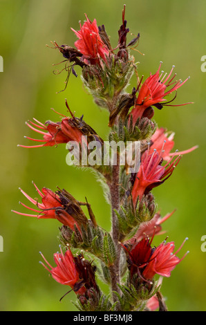 Eine seltene rote Bugloss, Echium Russicum, in der Nähe von Deutsch-Weißkirch. Transylvania. Stockfoto