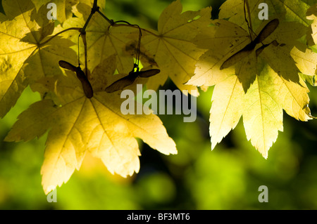 Acer Japonicum Vitifolium, Rebe-leaved Vollmond Ahorn im Herbst Stockfoto