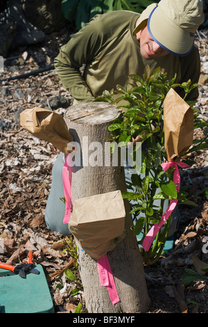 Ein Außendienstmitarbeiter fügt mehrere Hybrid-Sorten, eine große Avocado Baumstumpf, dessen ursprünglichen Baumschule Transplantat versagt / Hawaii. Stockfoto