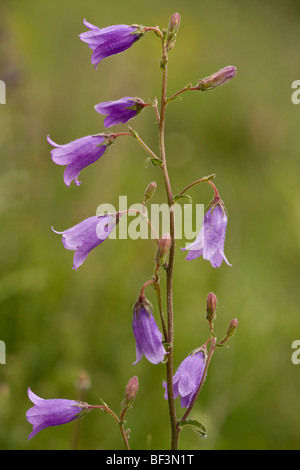 Sibirische Glockenblume, Campanula Sibirica; Rumänien Stockfoto