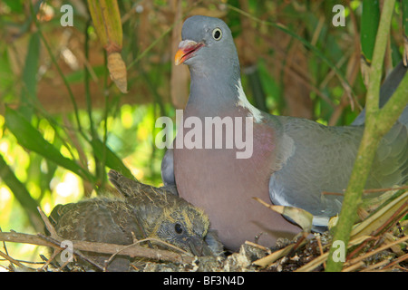 Ringeltaube (Columba Palumbus), Erwachsene mit Küken im Nest. Stockfoto