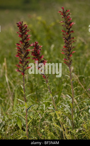 Eine seltene rote Bugloss, Echium Russicum, in der Nähe von Deutsch-Weißkirch. Transylvania. Stockfoto