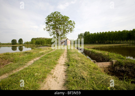 Feldweg in der Nähe von Mortara Italien Stockfoto