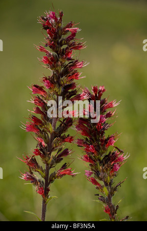 Eine seltene rote Bugloss, Echium Russicum, in der Nähe von Deutsch-Weißkirch. Transylvania. Stockfoto