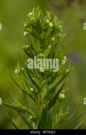 Gemeinsamen Gromwell Lithospermum Officinale in Blüte. Stockfoto