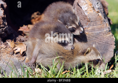 Waschbär (Procyon Lotor). Weibchen mit zwei Jugendliche in einem hohlen Baum. Stockfoto