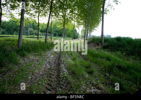 Feldweg in der Nähe von Mortara Italien Stockfoto