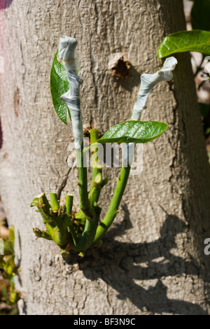 Eine der mehreren Hybrid Sorte Grafts eine große Avocado Baumstumpf, dessen ursprünglichen Baumschule Transplantat versagt / Kona, Hawaii, USA. Stockfoto