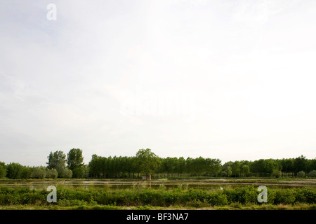 Reisfelder in der Nähe von Mortara Italien Stockfoto