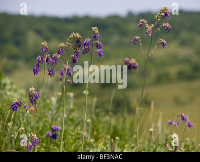 Nickend Salbei Salvia Nutans auf Hügel in der Nähe von Rammsondiergeräte. Stockfoto