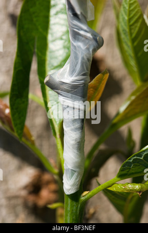Eine der mehreren Hybrid Sorte Grafts eine große Avocado Baumstumpf, dessen ursprünglichen Baumschule Transplantat versagt / Kona, Hawaii, USA. Stockfoto