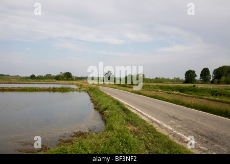 Landstraße zwischen Reisfeldern in der Nähe von Mortara Italien Stockfoto