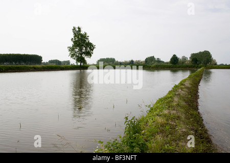 Reisfelder in der Nähe von Mortara Italien Stockfoto