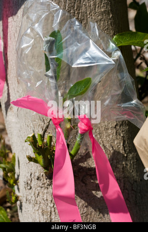 Eine der mehreren Hybrid Sorte Grafts eine große Avocado Baumstumpf, dessen ursprünglichen Baumschule Transplantat versagt / Kona, Hawaii, USA. Stockfoto