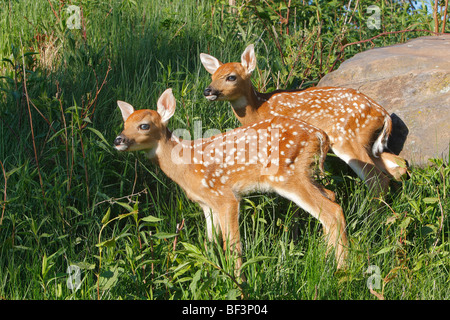 Weiß - angebundene Rotwild (Odocoileus Virginianus). Zwei Kälber auf einer Wiese stehen. Stockfoto