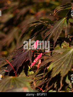 Acer Palmatum Yasemin Blätter und Samen im Herbst Stockfoto