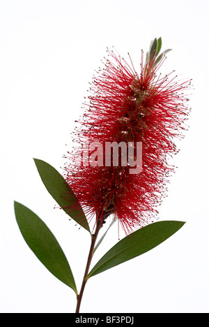 Flasche, Bürste, roten Flaschenbürste, rot, Blume, Zylinderputzer Citrinus, grüne Blätter, grünes Blatt, weißer Hintergrund, rot Stockfoto