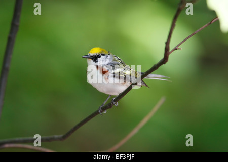 Kastanien-seitig Warbler (Dendroica Pensylvanica), Frühjahr männliche in perfekte Zucht Gefieder im New Yorker Central Park. Stockfoto