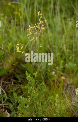 Kleiner Wiesenraute Thalictrum minus; ungewöhnliche Blume im Königreich Stockfoto