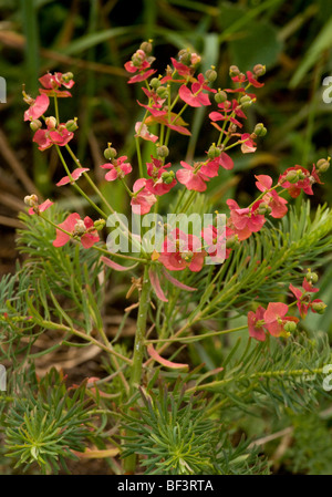 Zypressen-Wolfsmilch Euphorbia Cyparrisias mit "Herbst" Farbe. Sehr selten in UK Stockfoto