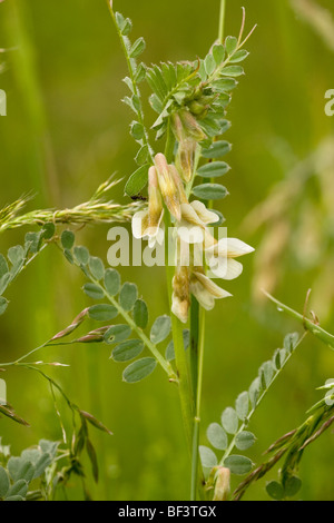 Ungarische Wicke Vicia pannonica Stockfoto