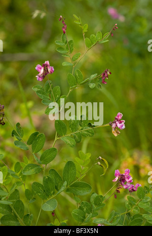 Erbse, Lathyrus Niger schwarz; in UK ausgestorben Stockfoto