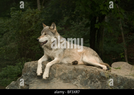 Great Plains Wolf Knurren auf etwas hinter der Kamera während der Verlegung auf einem großen flachen Felsen in der Sonne Stockfoto