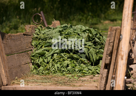 Brennesseln Urtica Dioica im Leiterwagen, in der Nähe von Cris gesammelt. Transylvania. Stockfoto