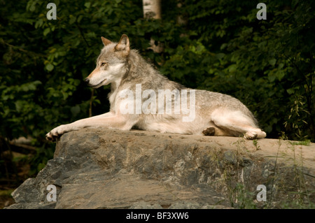 Great Plains Wolf aufmerksam auf großen Felsen legen Stockfoto