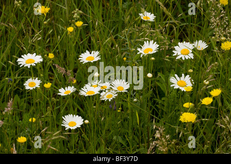 Ochsen-Auge Margeriten Leucanthemum Vulgare = Chrysanthemum Vulgare in blumigen Wiesen in der Nähe von Deutsch-Weißkirch. Stockfoto