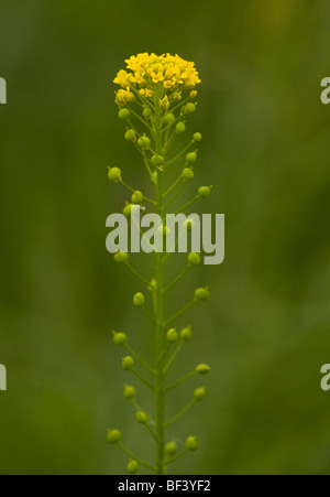 Ball Senf Neslia Paniculata Blüte und Frucht. Kornfeld, Deutsch-Weißkirch. Stockfoto