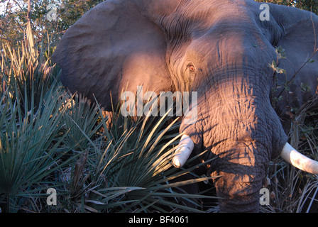 Stock Foto von einem Stier Elefanten Gesicht bei Sonnenaufgang, Okavango Delta, Botswana. Stockfoto