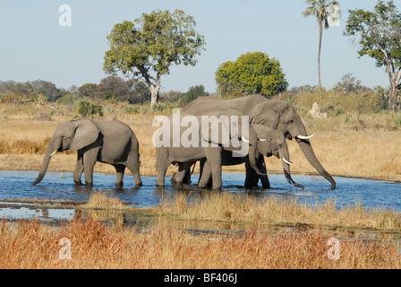 Stock Foto von einer Gruppe von Elefanten Trinkwasser, Linyanti, Botswana. Stockfoto