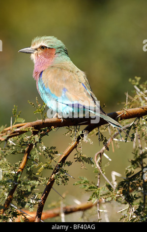 Stock Foto von einem Lilac-breasted Roller (Coracias Caudatus) sitzt auf einer Akazie Gliedmaßen, Okavango Delta, Botswana. Stockfoto