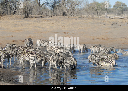Stock-Fotos mit Zebras am Wasserloch, Linyanti, Botswana. Stockfoto