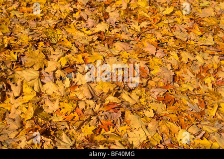 Gelbe und rote Ahornblätter Herbst. Stockfoto