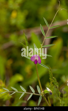 Frühling Wicke Vicia lathyroides Stockfoto