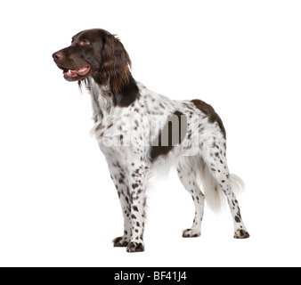 Kleiner Munsterlander Hund, 2 Jahre alt, steht man vor weißem Hintergrund, Studio gedreht Stockfoto
