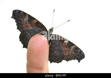 Tagpfauenauge auf die Finger. Stockfoto