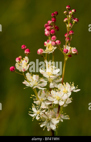 Asiatische Filipendula Vulgaris in Blüte auf Kalkstein Grünland. Stockfoto